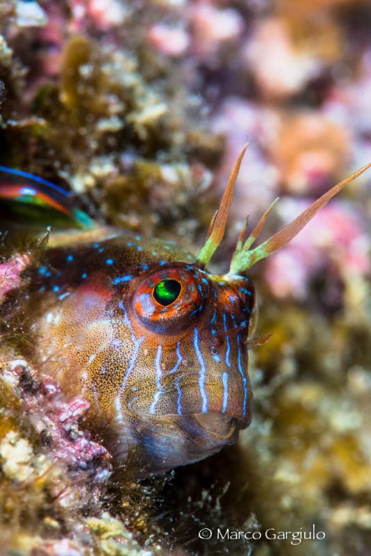 White Mediterranean Blenny by Marco Gargiulo 