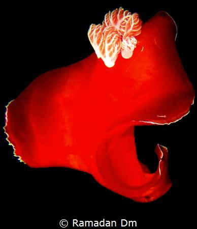 Spanish Dancer by Ramadan Dm 