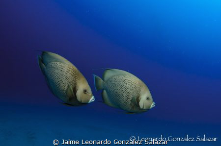 A couple of angelfish swimming in the blue... by Jaime Leonardo Gonzalez Salazar 