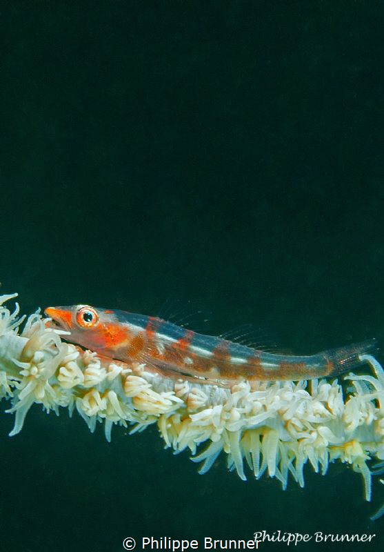 Goby by Philippe Brunner 