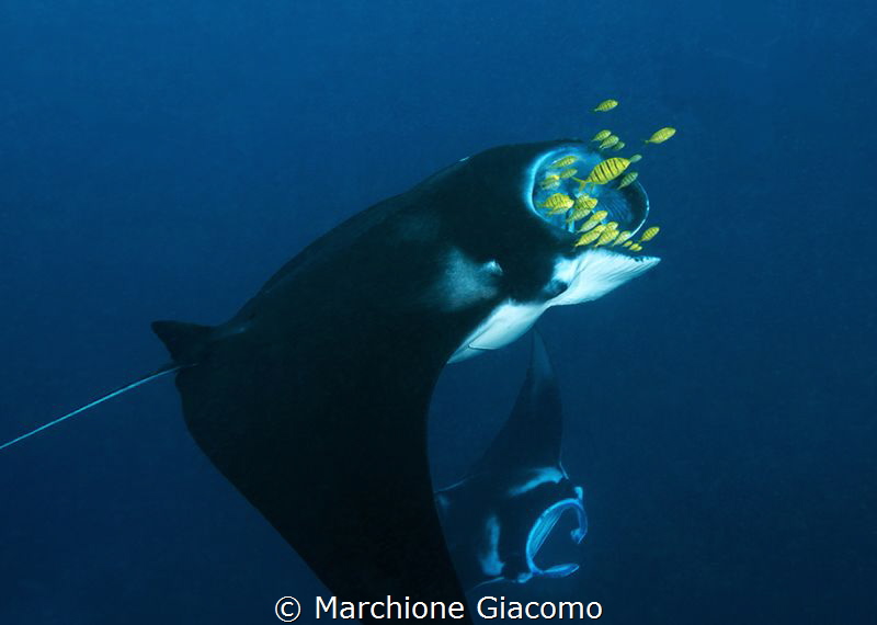Manta point.Raja Ampat
Nikon D800E, 12/24mm.
Seacam hou... by Marchione Giacomo 