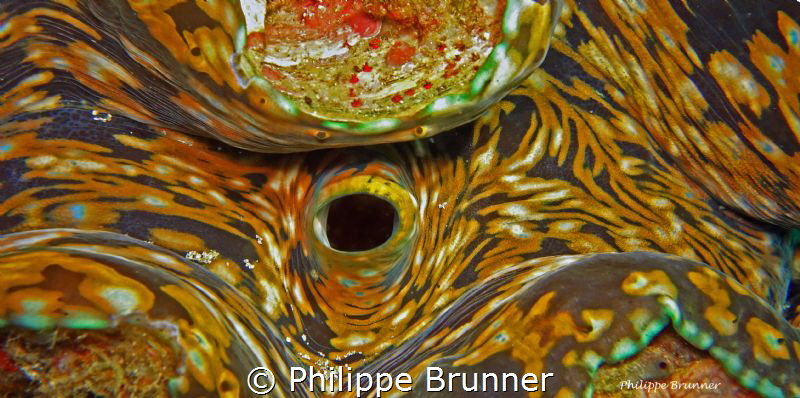 Giant clam by Philippe Brunner 