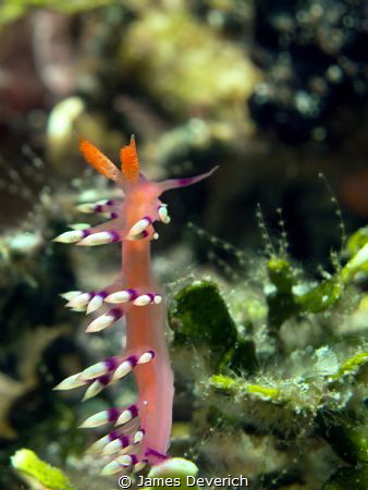 Get up stand up! Flabelina Expotata by James Deverich 