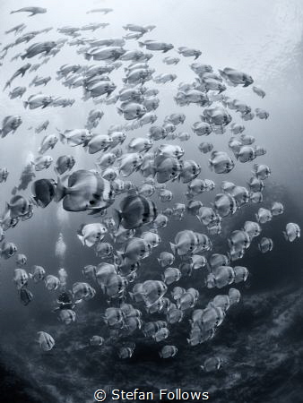 "May the road rise with you ... " PIL. Longfin Batfish - ... by Stefan Follows 