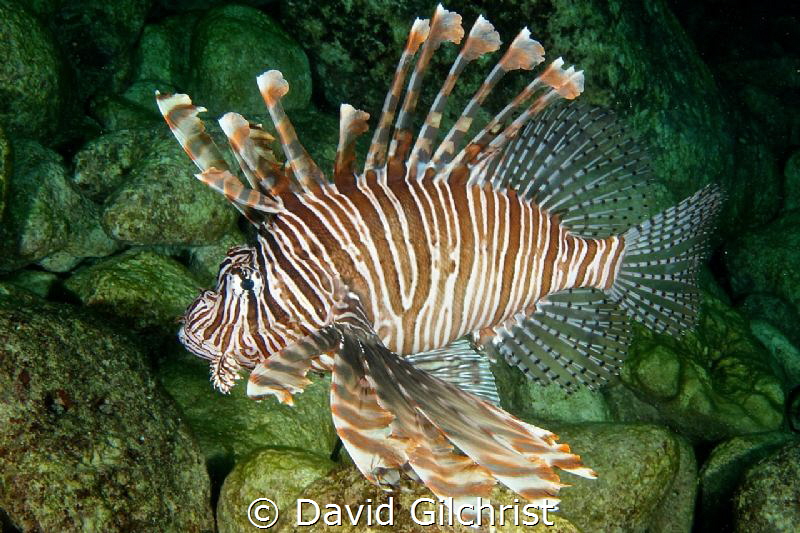 Lion Fish (Pterois volitans), Spooky Channel, Roatan Hond... by David Gilchrist 