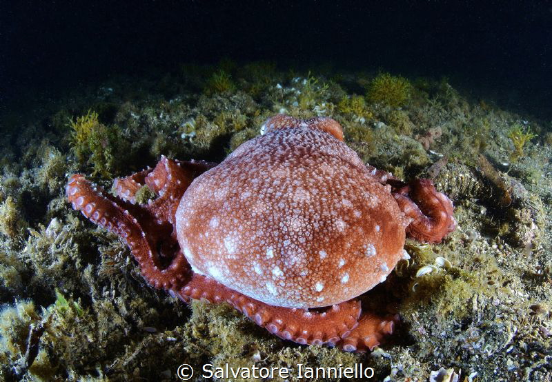 From behind by Salvatore Ianniello 