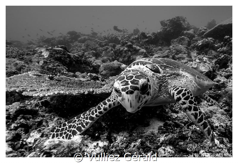 Just a curious turtle... by Vulliez Gérald 