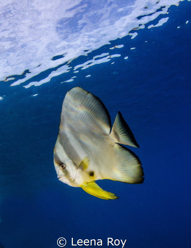 Batfish by Leena Roy 