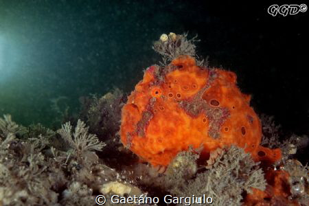 "The sun kisses the beautiful..." trying to add the sun-b... by Gaetano Gargiulo 