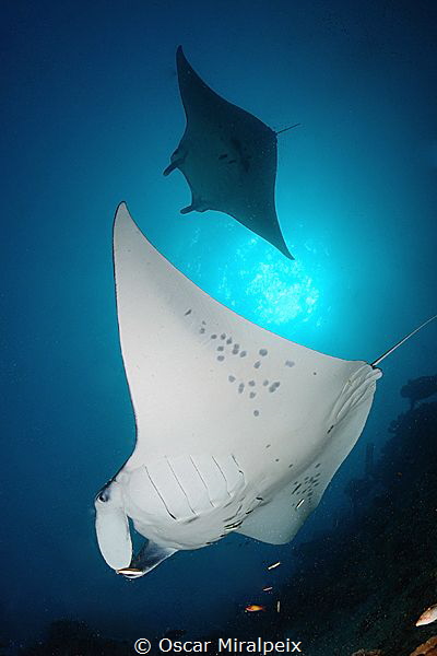 mantas by Oscar Miralpeix 