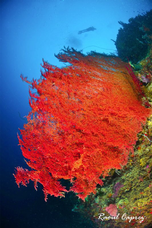 Red & Blue by Raoul Caprez 