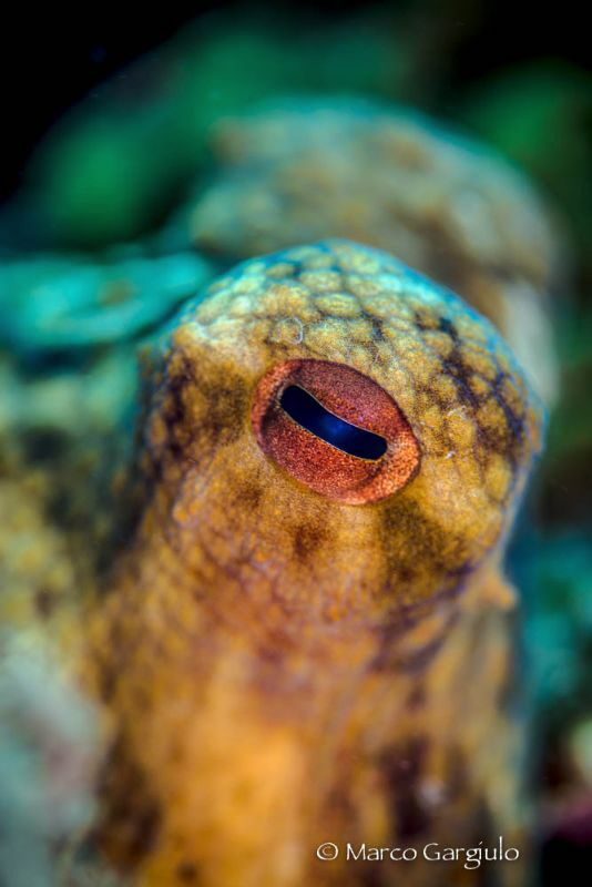 Octopus Eye by Marco Gargiulo 