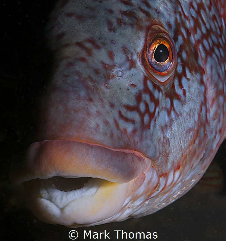 Ballan Wrasse, Farne Islands. by Mark Thomas 