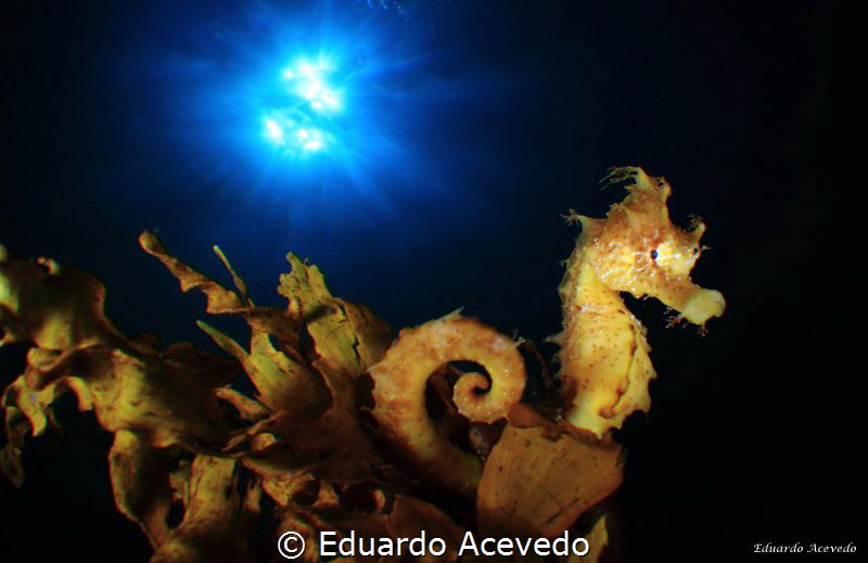 Endoscopic len. by Eduardo Acevedo 