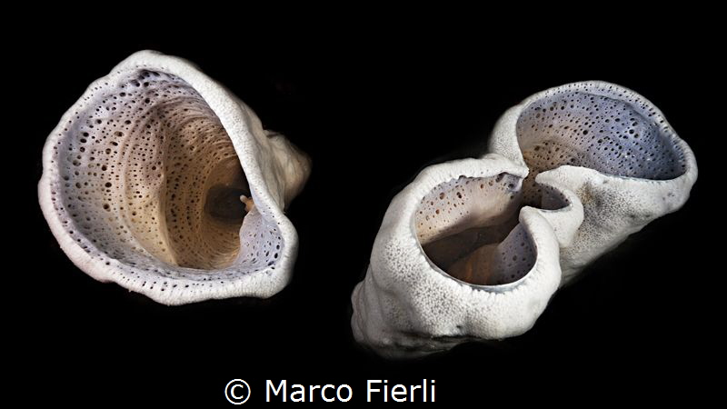 Amphimedon, abstract by Marco Fierli 