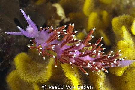 Purple Lady (Flabellina funeka) by Peet J Van Eeden 