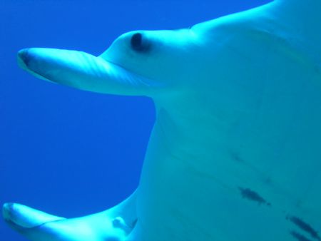 
 this is what diving is all about. sea & sea 5000 digit... by Laurence Hegarty 