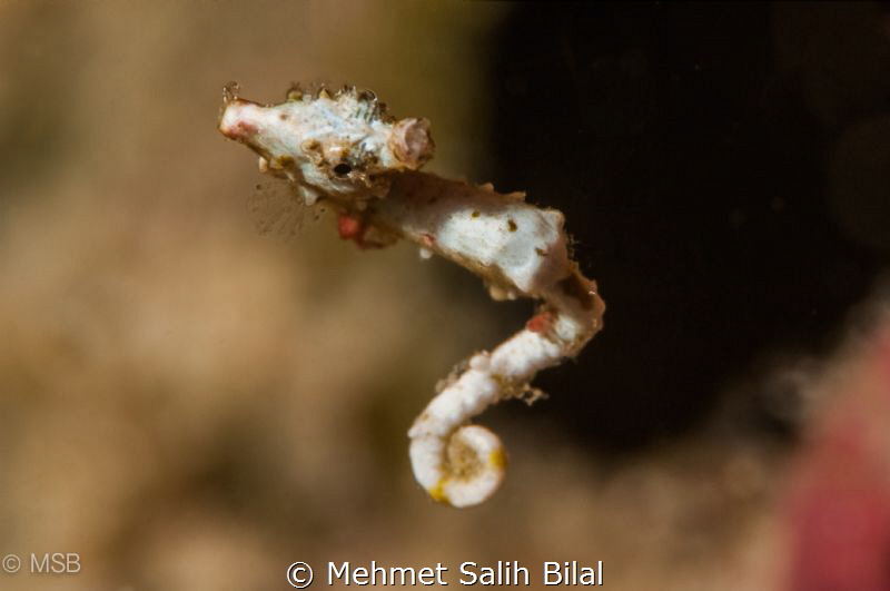 Jumping Pontohi. Night dive in Bunaken. by Mehmet Salih Bilal 