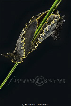 [:b:]Dendrodoris limbata[:/b:] by Francesco Pacienza 
