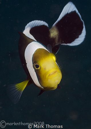 Panda anemone fish.
KBR - Lembeh. by Mark Thomas 