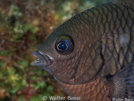 profile fish
 by Walter Bassi 