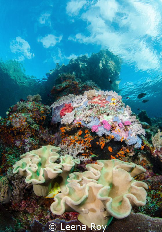 Beneath Nudi rock, Raja Ampat by Leena Roy 