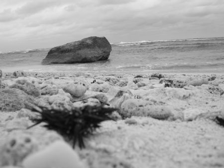 Sea Urchin B&W by Matt Ansier 