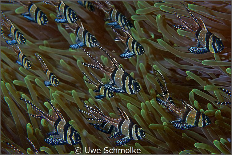 banggai cardinalfish by Uwe Schmolke 