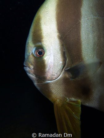 Longfine Batfish by Ramadan Dm 