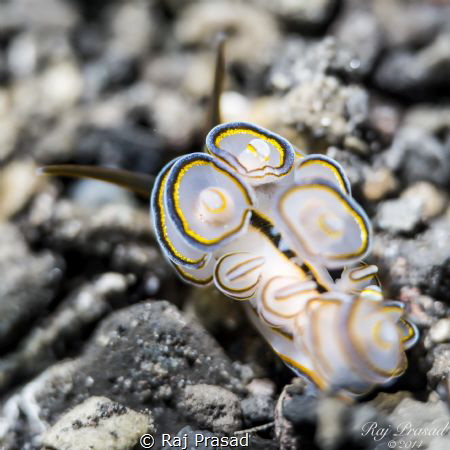 Doto Sp aka Doughnut Nudi captured at Amed, Bali.  5DM3 N... by Raj Prasad 