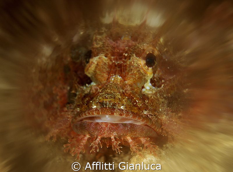 skorpion....zoom by Afflitti Gianluca 