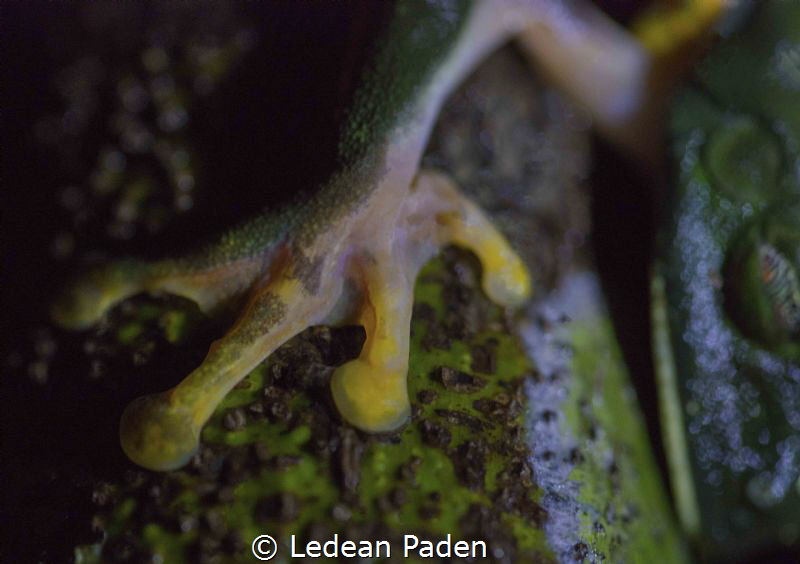 A red eye tree frog hanging over a small freshwater pool ... by Ledean Paden 
