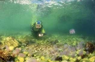 End of life for gelly fish, Mejean, Blue coast, Mediterra... by Jean-claude Zaveroni 