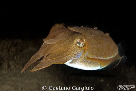 rocket-squid by Gaetano Gargiulo 