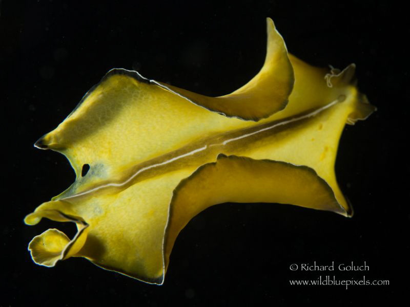 Flower's Flatworm-Lembeh by Richard Goluch 