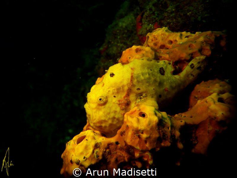 hide in plain sight SeaLife DC1400, Seadragon Light Manua... by Arun Madisetti 