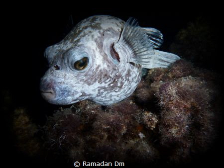 Puffer fish by Ramadan Dm 