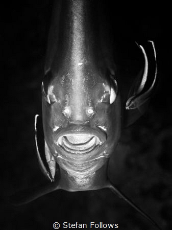 "Fear is a joke, slowpoke, I'm like claws ... " Gang Star... by Stefan Follows 