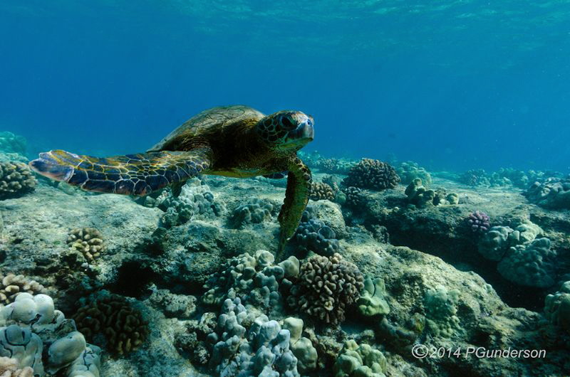 Young Green Turtle by Pat Gunderson 