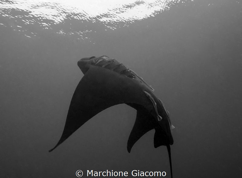 Raja Ampat . The dark Knight
Nikon D800E, 12/24mm Nikon
... by Marchione Giacomo 