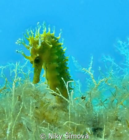 sea horse by Niky Šímová 
