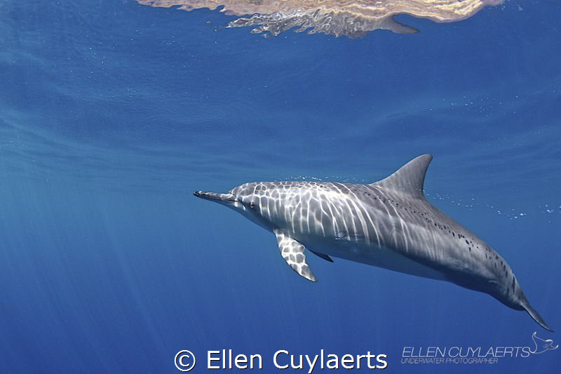 Wishing all moms a bubbly day! by Ellen Cuylaerts 