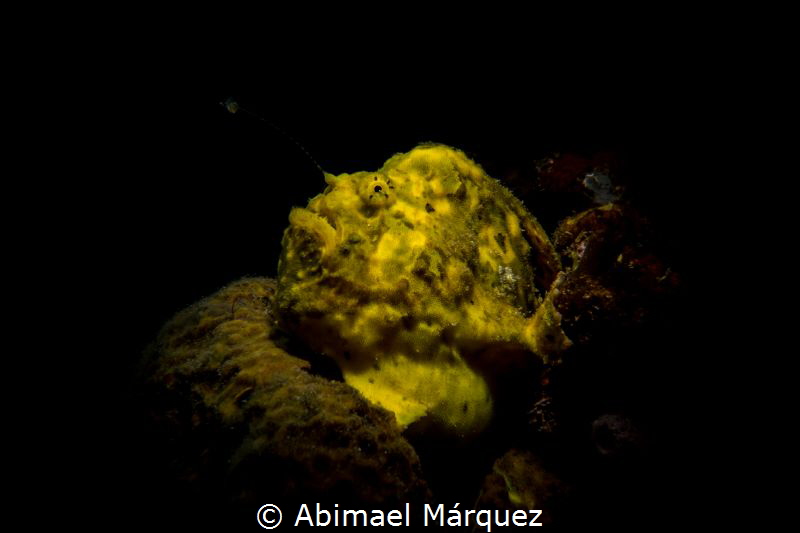 Frogfish by Abimael Márquez 