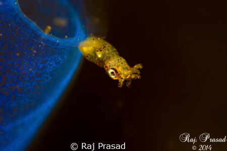 Pygmy Squid. Tulamben Bali. 2/2014.
5DM3, Nauticam. 2x Y... by Raj Prasad 