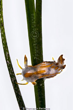 [:b:]Polycera quadrilineata[:/b:] by Francesco Pacienza 