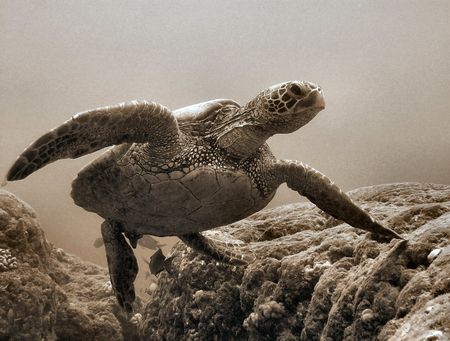 I call this "GQ Honu" by Glenn Poulain 