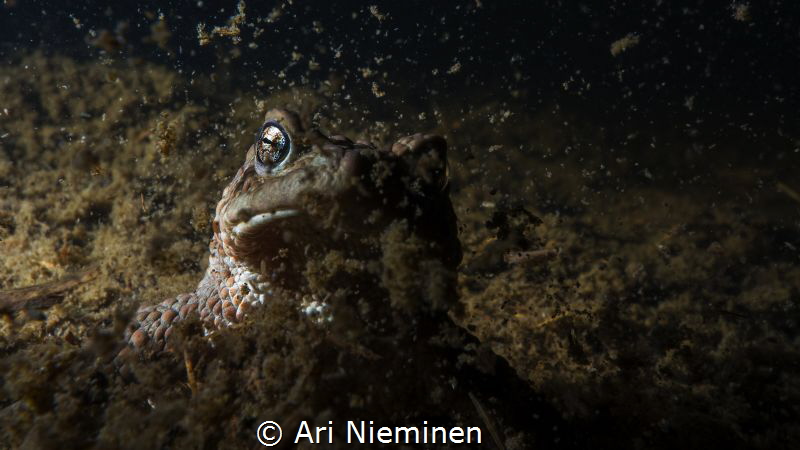 Resurrection Of Bufo Bufo by Ari Nieminen 