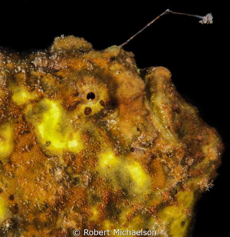 Frogfish at Ladania's Leap Bonaire by Robert Michaelson 