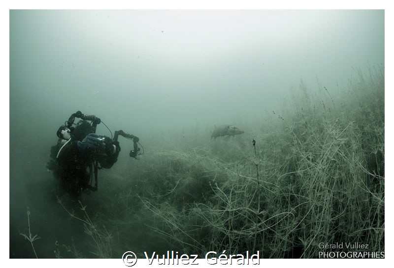 Diver taking a shoot of an adult pike in a little lake by Vulliez Gérald 