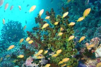 anthias in a strong current, South Male atoll by Alessandro Reato 